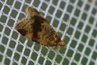 Epagoge grotiana
