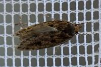 Hofmannophila pseudospretella