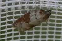 Acleris sparsana