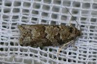 Cnephasia