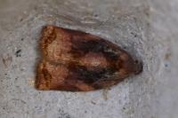 Archips podana
