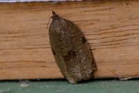 Lozotaenia forsterana