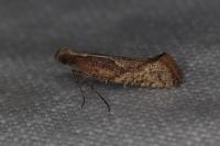 Acrolepiopsis vesperella