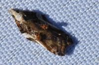 Acleris cristana