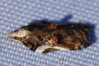 Acleris cristana