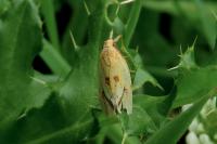 Agapeta hamana