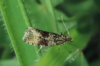 Celypha lacunana