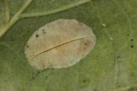 Phyllonorycter quercifoliella