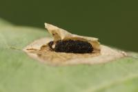 Phyllonorycter quercifoliella