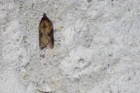 Acleris