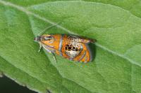 Olethreutes arcuella