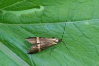 Nemophora degeerella