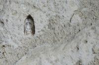 Acleris variegana