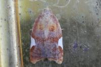 Acleris holmiana