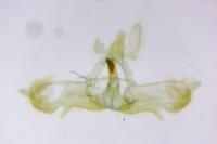 Acleris schalleriana
