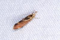 Metalampra italica