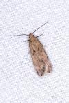 Pexicopia malvella