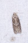 Cnephasia pasiuana/pumicana