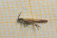 Coleophora deauratella