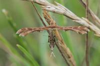 Oxyptilus distans