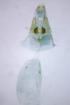 Oxyptilus distans