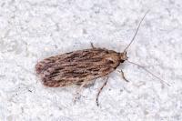 Depressaria daucella