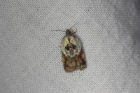 Acleris variegana