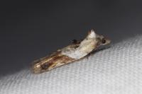 Acleris variegana