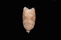 Acleris sparsana