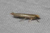 Zelleria hepariella
