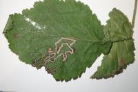 Stigmella aurella