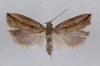 Bactra venosana