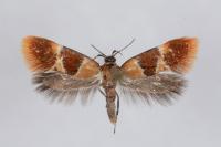 Epicallima bruandella