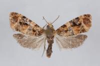 Lobesia reliquana