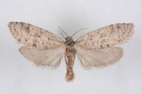 Penestoglossa dardoinella