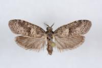 Penestoglossa dardoinella