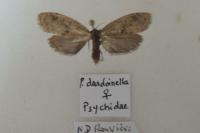 Penestoglossa dardoinella