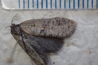 Penestoglossa dardoinella