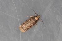 Depressaria