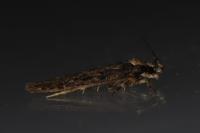 Depressaria