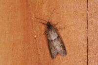 Tortricodes alternella