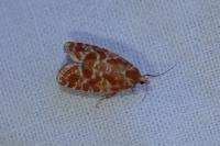 Rhyacionia pinicolana