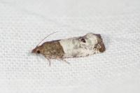 Notocelia roborana