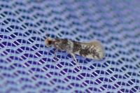 Infurcitinea