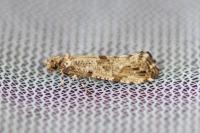Morophaga choragella