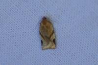 Paramesia gnomana