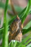 Acleris rhombana