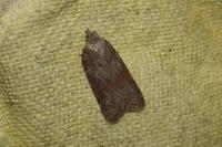 Acleris sparsana