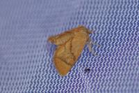 Apoda limacodes