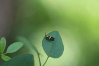 Dasycera oliviella